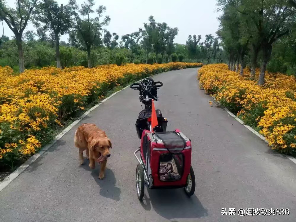 挎斗摩托车里的狗